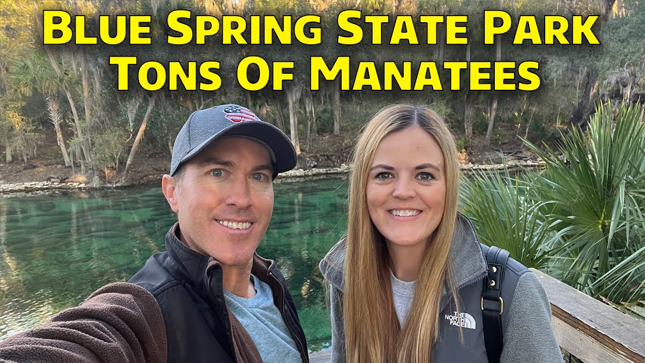 Множество ламантинов в государственном парке Блу-Спринг — январь 2023 г.