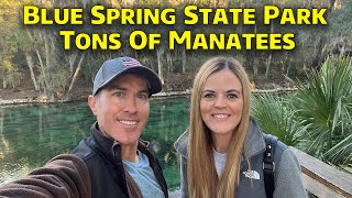 Tons of Manatees at Blue Spring State Park - January 2023