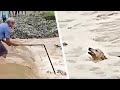 El angustioso momento en el que un anciano trata de rescatar a un pobre perro que se ahoga