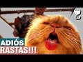 Rasuramos a nuestro GATO PERSA 🙀 CAT LOVERS MÉXICO