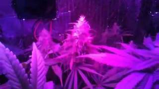 Sea of green part 6
