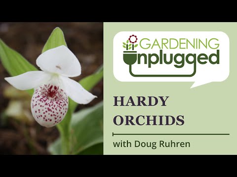 Video: Hardy Orchid Care - Come coltivare un'orchidea cinese rustica