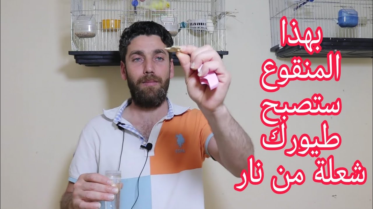 منقوع الطاقة الاول في عالم طيور الكناري و الحسون