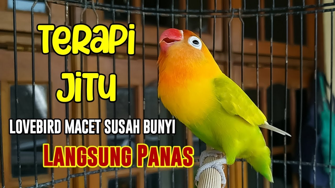 TERAPI AMPUH Lovebird NGEKEK PANJANG, 90% Lovebird MACET SUSAH BUNYI LANGSUNG PANAS IKUT NGEKEK