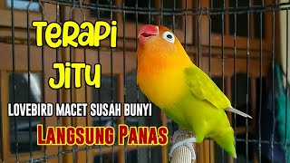 TERAPI AMPUH Lovebird NGEKEK PANJANG, 90% Lovebird MACET SUSAH BUNYI LANGSUNG PANAS IKUT NGEKEK