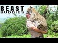 The man who cuddles leopards  beast buddies