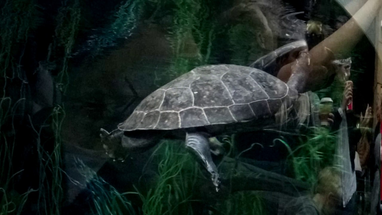 Painted Batagur in Chester Zoo