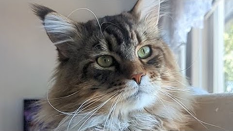 Video 2796221: mainecoon kitty funny cats, mainecoon cat funnycat, european polydactyl maine coon, home mainecoon
