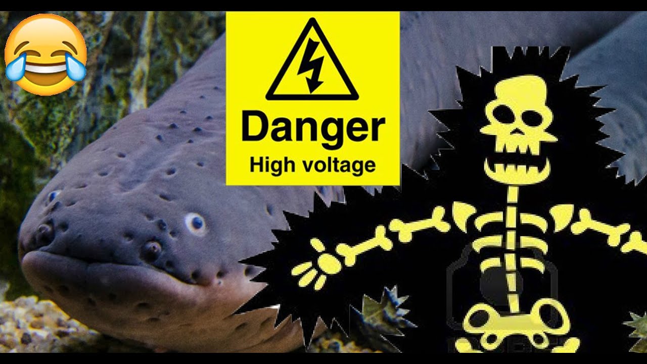 Guy fails to catch Electric Eel. (2016)