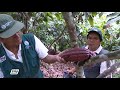 PASOS CRÍTICOS PARA MEJORAR LA PRODUCTIVIDAD DEL CACAO