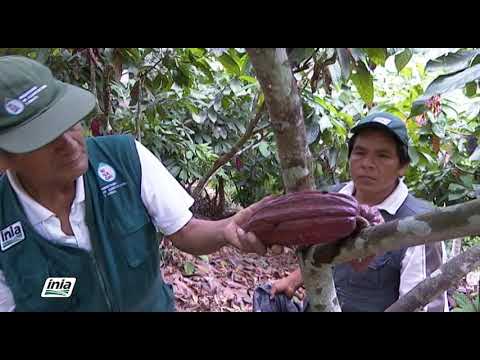 PASOS CRÍTICOS PARA MEJORAR LA PRODUCTIVIDAD DEL CACAO