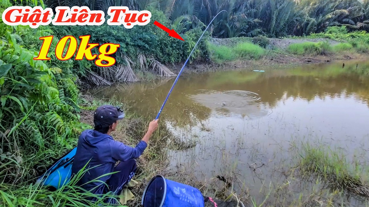 Khủng Khiếp ! Giật Liên Tục 10kg Cá Rô Phi - Ổ Cá Ruộng Lúa Khan Vẫn Ăn Điên Cuồng