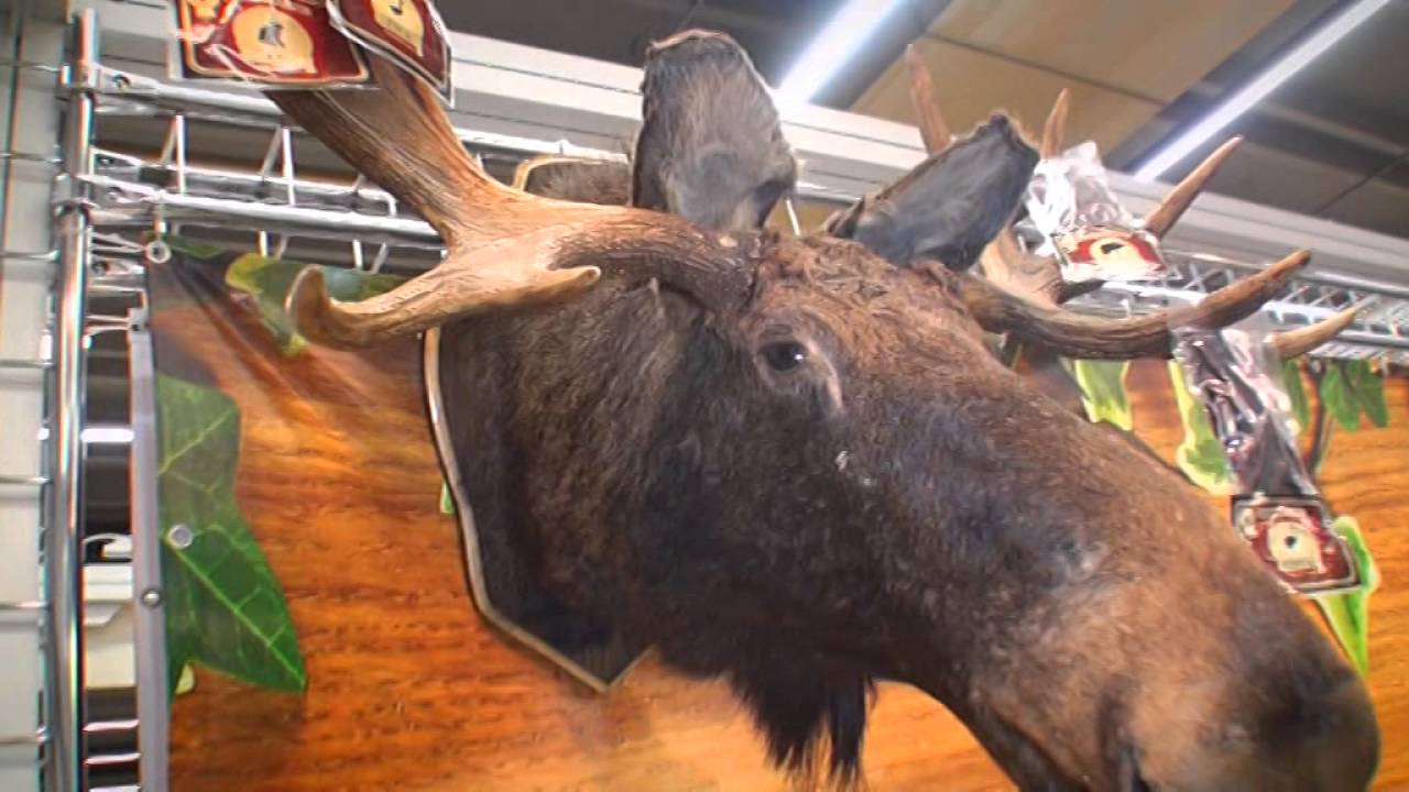 DELIKATESS DV v internet