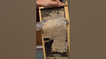 Uncapping roller vs. Heated Knife #Beekeeping #honey #uncapping #beeswax #wax #honeyharves