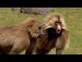 Así es una batalla entre geladas | National Geographic