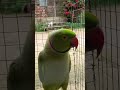 Indian ringneck parrot #parrot #parrottalking #birds #ytshorts #youtubeshorts