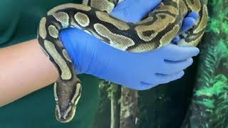 Lesson and Story Time with Squiggy the Ball Python Profile