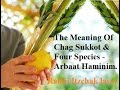 Sukkot -The Meaning of Sukkot and Four Species - Rabbi itzchak lasry