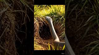 snake aur ke bich ye kya ho gya😱😱#snake #shorts #rat #snakelogo #thunderclap #trapcatch #vandal