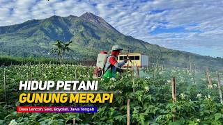PETANI LERENG GUNUNG MERAPI | Cerita Desa Lencoh, Boyolali, Jawa Tengah