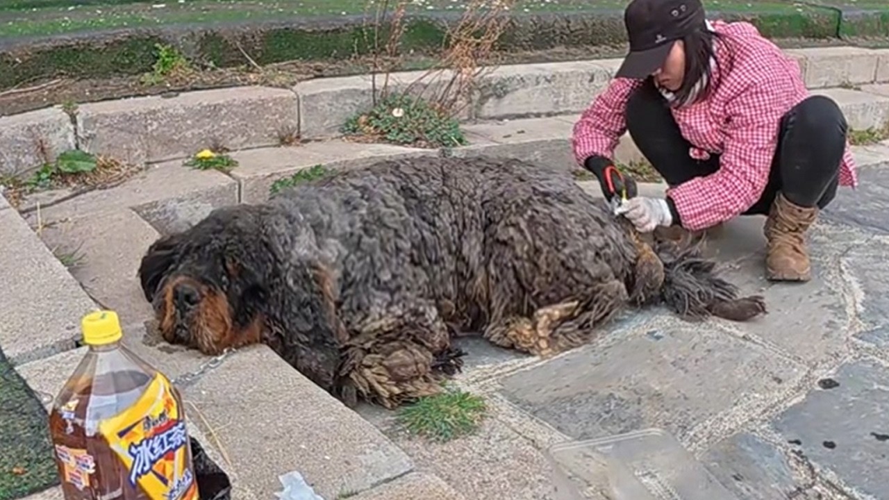 «Пожалуйста, не покидай меня» — душераздирающая мольба самой одинокой собаки!