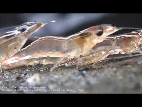 Parading Behavior in Parading Shrimp (Macrobrachium dienbienphuense) [กุ้งเดินขบวน]