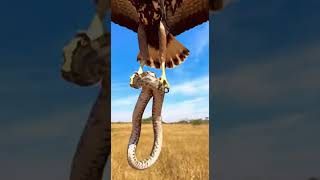 Eagle Snatches a Python While Lion Cubs Watch 😱🦅🐍 #cat #wildliferescue #animals #viralvideo  #funny