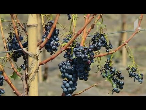 კახეთში სტიქიის დროს დაზიანებულ ყურძენს სამი ქარხანა ჩაიბარებს