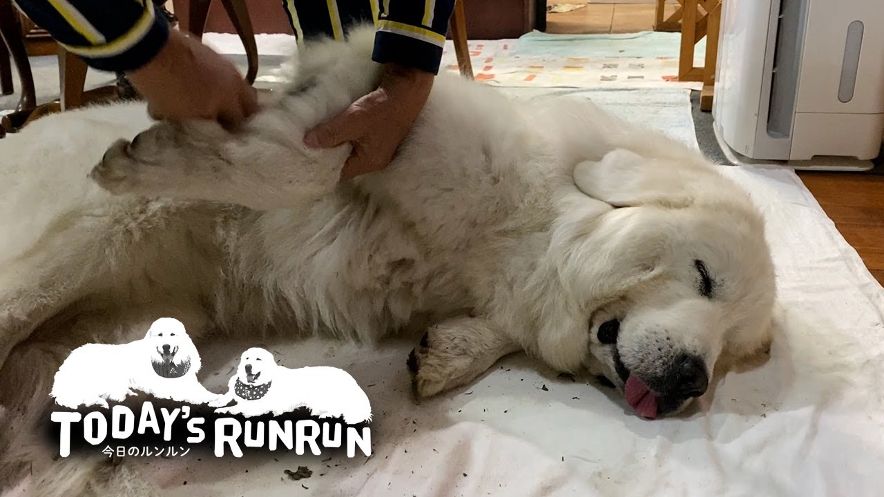 草の種だらけの超大型犬 パパさんにブラッシングされてモッフモフに いぬのきもちweb Magazine 草の種だらけの超大型犬 パパさんにブラッシングされてモッフモフに いぬのきもちweb Magazine
