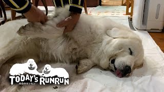夜のブラッシングは寝たふりをして拒否するルンルンです　Great Pyrenees　グレートピレニーズ