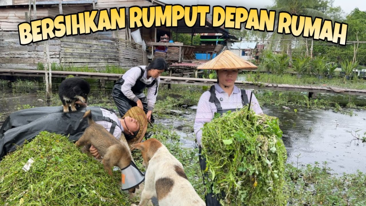 BERSIH BERSIH RUMPUT HALAMAN RUMAH SAAT BANJIR TINGGI