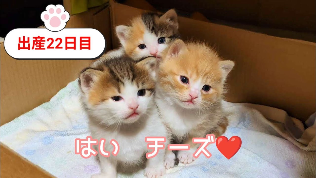 [生後22日目]甘噛みするようになりました❤️