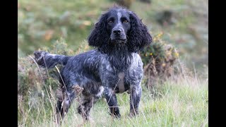 Gundog Training  Rabbit Shooting over Cocker Spaniels