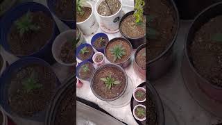 Update of the new grow