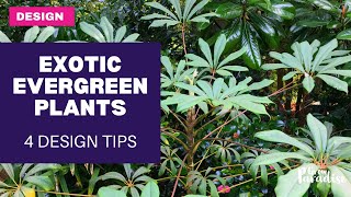 Adding EVERGREEN plants to your garden - 4 design tips