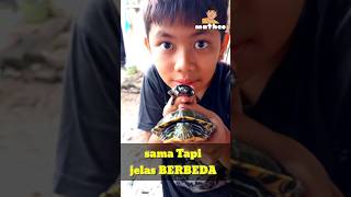 Apa bener ini berbeda !! Kura kura & labi labi #short