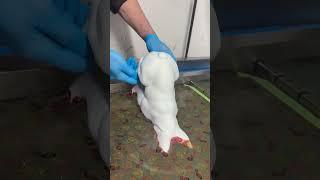 Hydro Dipping Bulldoge #hydrodipping #fyo #shorts