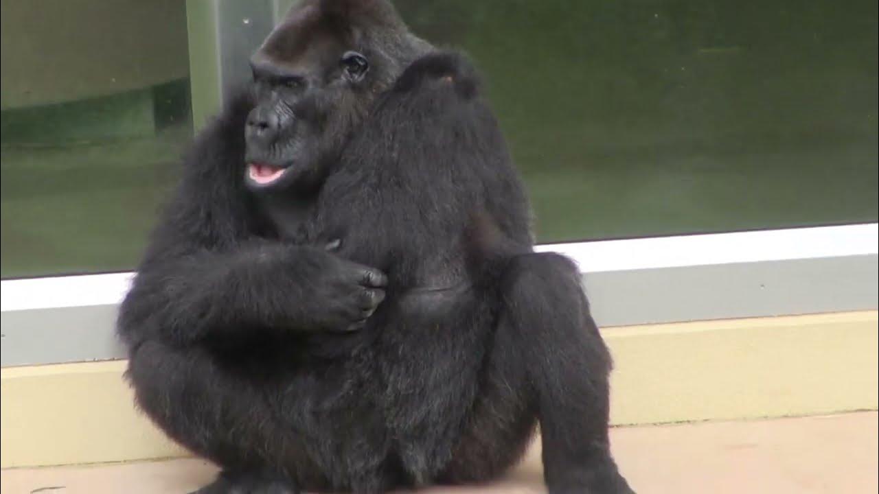 Горилла самец Shabani