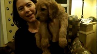 Hoosier Doodles Puppy #1 Update by HoosierDoodles 144 views 11 years ago 41 seconds