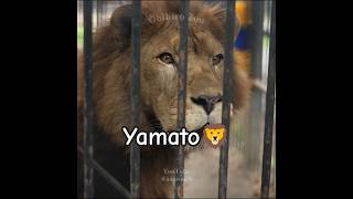 【ヤマト・ゆうひ・アキラ】ライオン親子の咆哮リレー🦁 #shorts