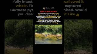 An 18-Foot Python Held A Whole 5-Foot Gator 🐊🐍