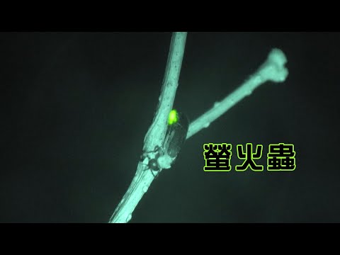 生態有影｜螢火蟲來報到｜短片系列｜公視我們的島