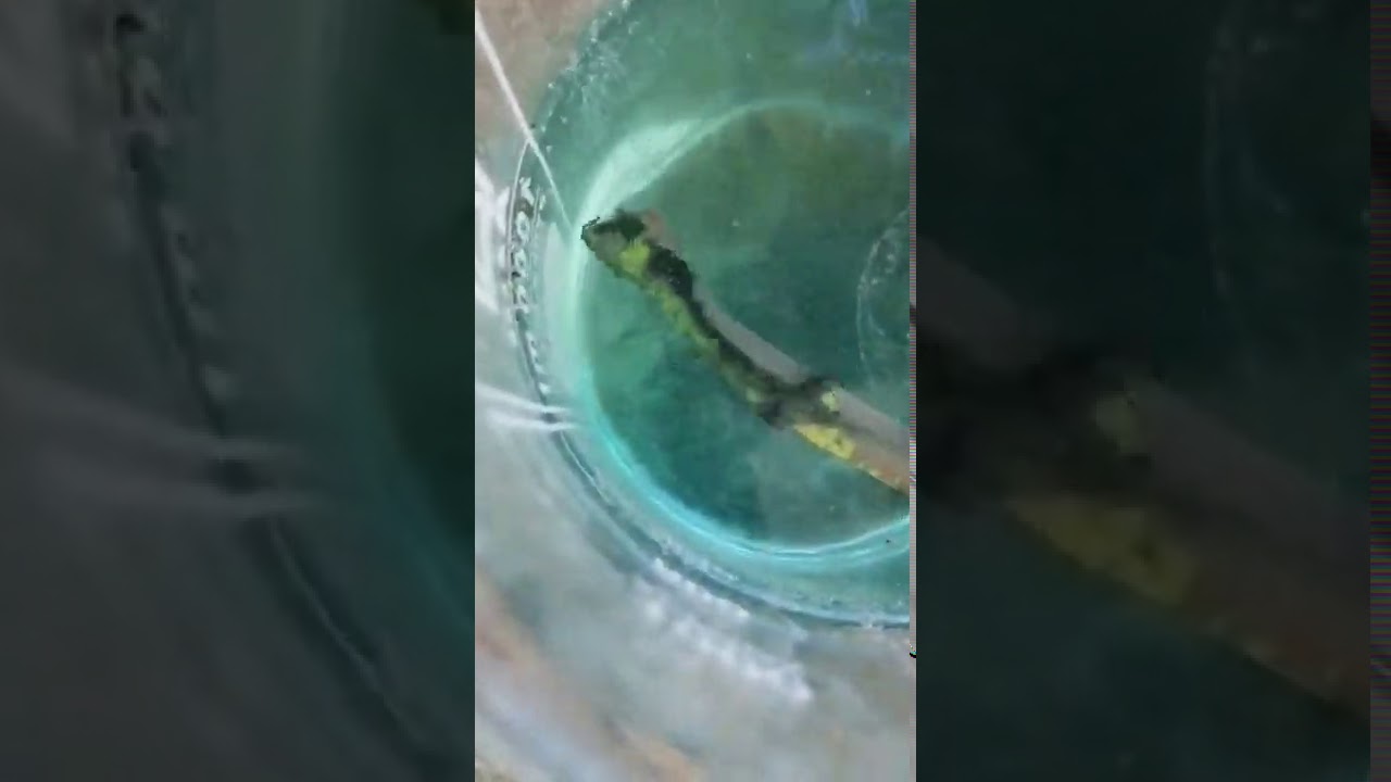 استخلاص الذهب بالفصل الكهربائي من بروسيسور بنتيوم3 و بنتيوم 4 الجزءالثاني part 2