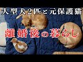 離婚して妻が出て行った後の元保護猫と大型犬2匹のリアルな生活