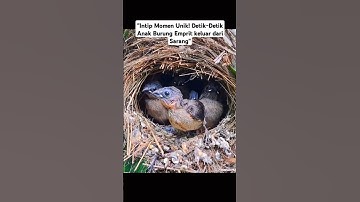 Intip Momen Unik! Detik-Detik Anak burung emprit keluar dari sarangnya#shorts #burung #birds