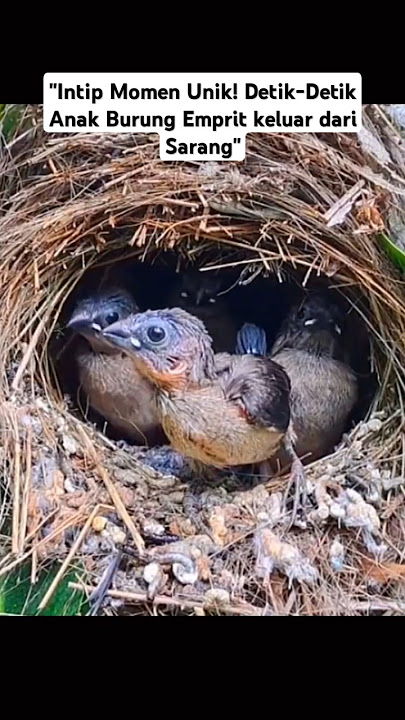 Intip Momen Unik! Detik-Detik Anak burung emprit keluar dari sarangnya#shorts #burung #birds