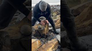 Beach Treasure Roughly 185 Million Years Old We Found Spherical Nodules Surrounded In Iron Pyrite
