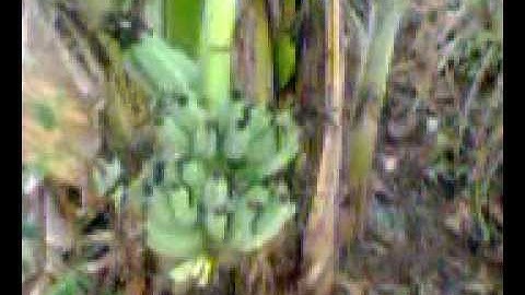 Cây chuối trổ buồng bên hông