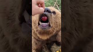 Cute Animals Video 24 Cute Pets Cat Dog Lion Tiger Elephant Mouse Beer Zebra Wolf Camel Deer Rabbit