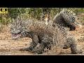 Fierce Survival: Komodo Dragons Attack Hedgehogs in the Scorching Wilderness!